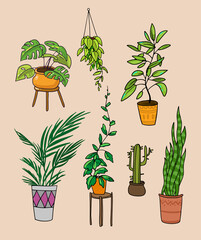 Fototapeta na wymiar Home plants illustration. Vector cartoon style.