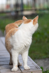 振り向く猫　茶白猫