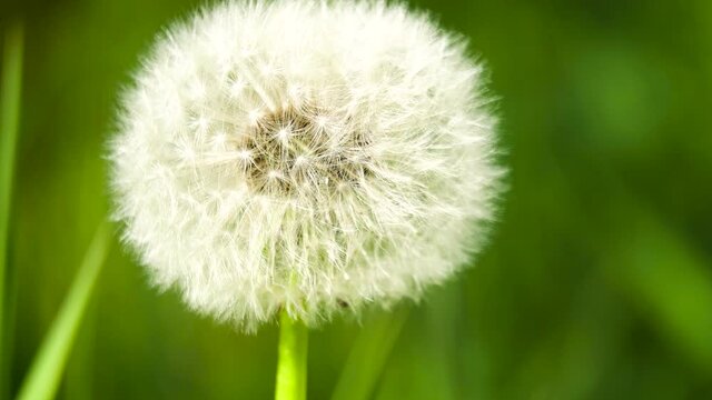 Dandelion Seed Head ,on blurry background,macro close-up.