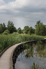 Walk on a wooden pier on the wetland. Cloudy sky. In the nature.