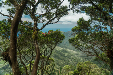 Metrosideros tremuloides. family Myrtaceae. Waianae Range , Mount Kaala Trail , Oahu, Hawaii