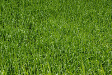 Green Grass Background