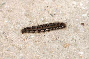Hairy black caterpillar