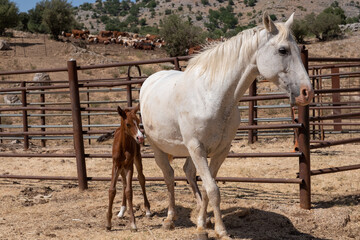 White speckled horse and newborn brown foal. Horse and her baby foal behind a fence in a rural...