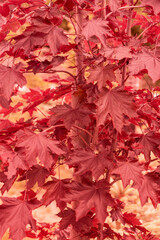 Naklejka na ściany i meble Red maple leaves in autumn