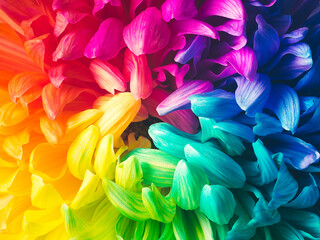 Solid horizontal background of colored chrysanthemums, macro, top view. Chrysanthemum is painted in rainbow colors. Colored abstract background.