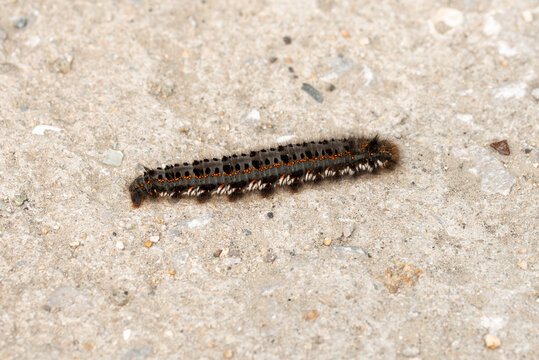 Hairy Black Caterpillar