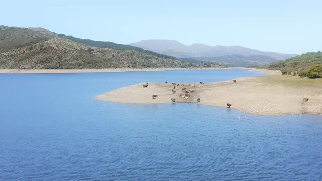 Free wild cows together with seaguls next to a almost dry lake