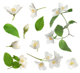 Obraz premium Set with beautiful tender jasmine flowers and green leaves on white background
