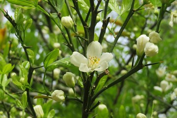 Blooming lemon tree in Florida nature, closeup