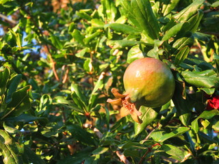 pomegranate fruit on tree