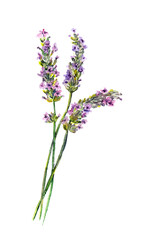 Fototapeta na wymiar Lavender flowers. Water color hand painted illustration