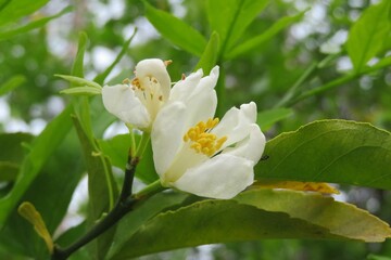 Blooming lemon tree in Florida nature, closeup