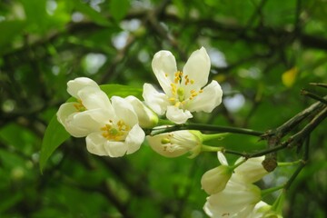 Blooming lemon tree in Florida nature, closeup