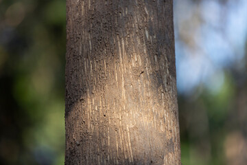 Texture of Teak tree in the forest.