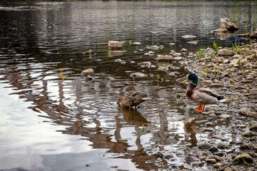 Duck and duck on the river Elbe in the city of Usti nad Labem