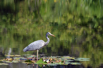 Reiher auf See im Wald