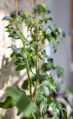 Small tomato fruit on a Bush. Growing tomatoes at home on the windowsill. Blossoming bushes of tomatoes. Tomato seedlings on the windowsill in the apartment. Young fruit on bush. 