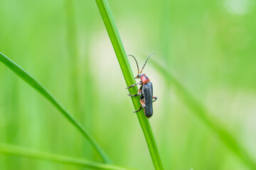 Cantharis pellucida, Cantharis,  genus of soldier beetles