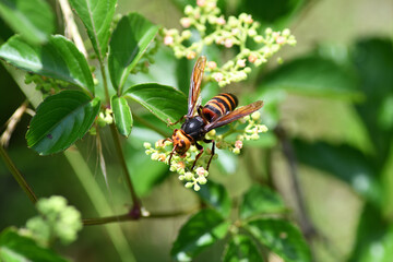 ヒメスズメバチ（埼玉県/6月）