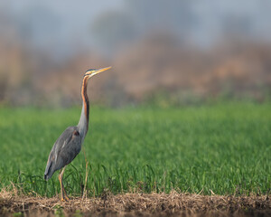 Purple Heron in a paddy field