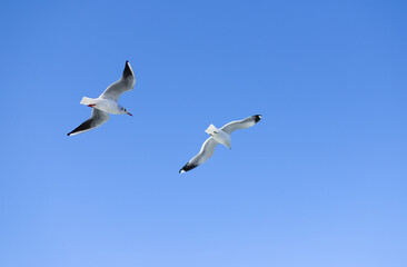青空を飛ぶカモメ