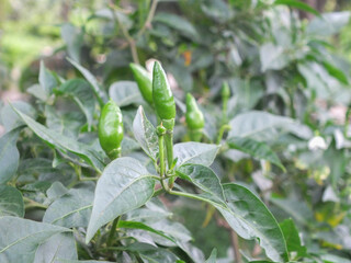 A bunch of green chilis on a tree