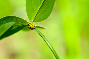 Psyllobora vigintiduopunctata , the 22-spot ladybird