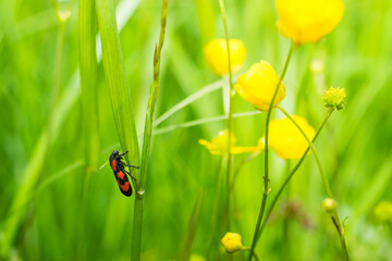 Cercopis vulnerata, the black-and-red froghopper or red-and-black froghopper