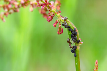 Ant extracting honeydew from an aphid