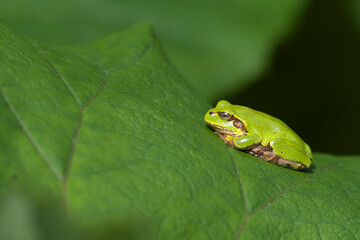 葉の上のアマガエル