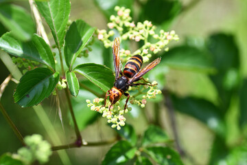 ヒメスズメバチ（埼玉県/6月）