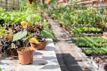 Selective shot of blooming flower in plastic flowerpot in big glasshouse. Cultivation of plants for sale, farming and seedling growing business concept. Huge industrial glasshouse, hothouse interior