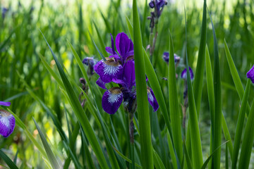 Beautiful purple iris flower among green grass in summer sunny weather.Fleur de luce