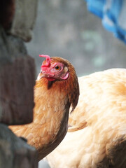 Closeup face view of a hen