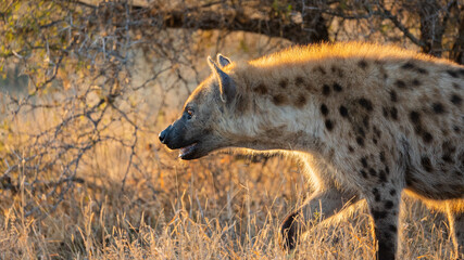 Obraz premium Spotted hyena with a golden brim