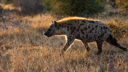 Spotted hyena with a golden brim