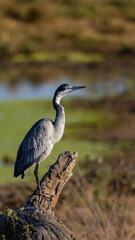 black-headed heron at a waterhole