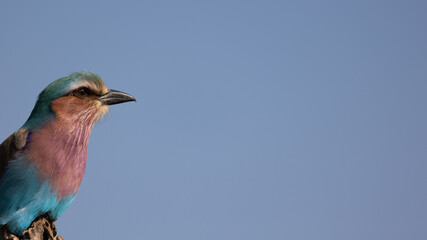 close up of a lilac breasted roller