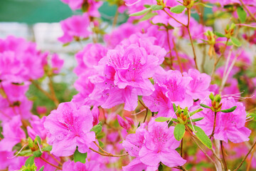 Obraz premium Azalea flowering plant blooming. Azalea festival. Flowering of various azaleas in the greenhouse.