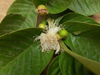Guava flower. It is a common tropical fruit cultivated in many tropical and subtropical...