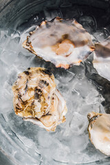 oyster shells on ice 