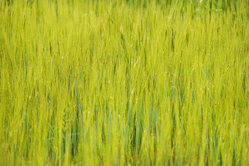Hohes Gras im Sommer - Landwirtschaftliches Feld