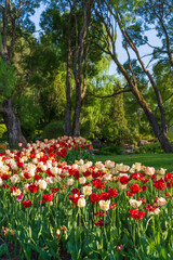 A lot of blooming red and white tulips in a flowerbed and lush trees and foliage at the Hatanpää arboretum public park in Tampere, Finland, on a sunny day in the summer.