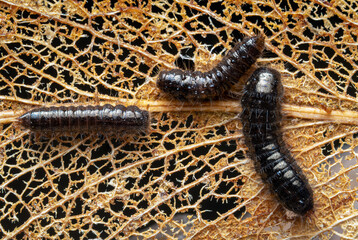 Beetle larvae on a leaf