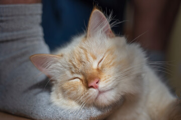 White cat sleep on the foot. A white cat with a red nose.