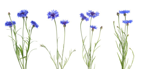 Set with beautiful blue cornflowers on white background. Banner design