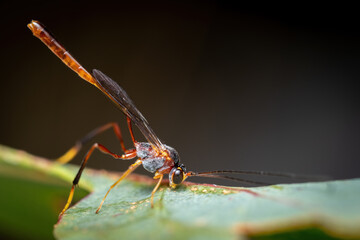 Ichneumon wasp on leaf