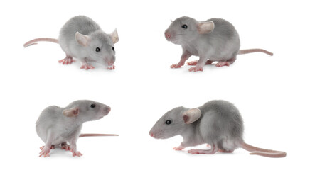 Obraz premium Set of cute little rats on white background. Banner design