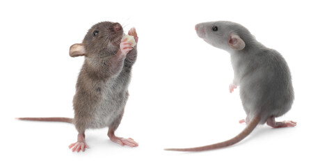 Obraz premium Cute little rats on white background, collage. Banner design